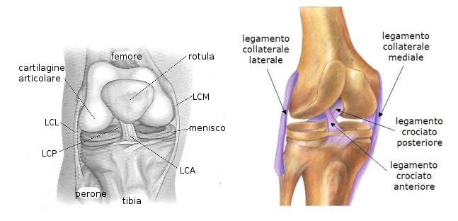 Il ginocchio: biomeccanica dei legamenti collaterali