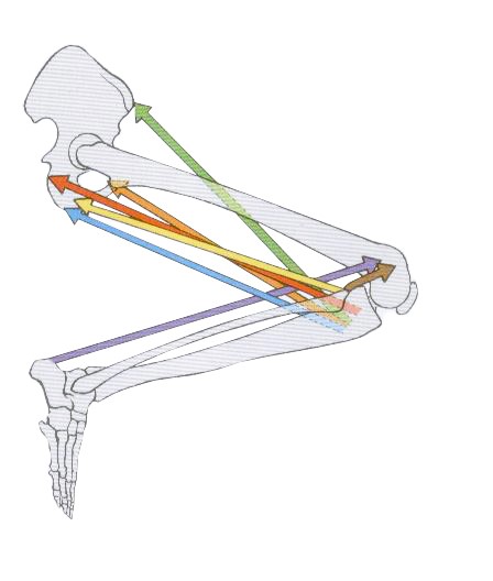 Ginocchio: ruolo dei muscoli flessori