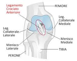 legamento crociato anteriore