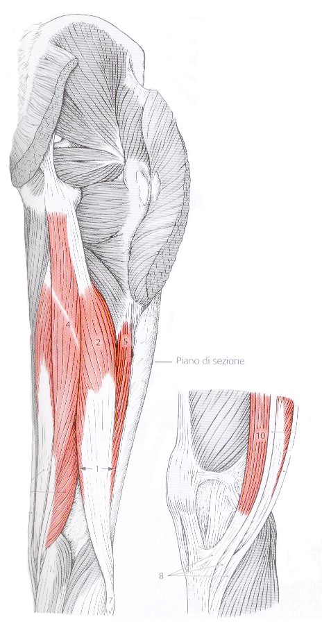 muscoli flessori