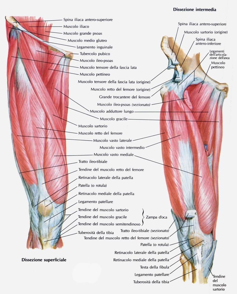 muscoli estensori