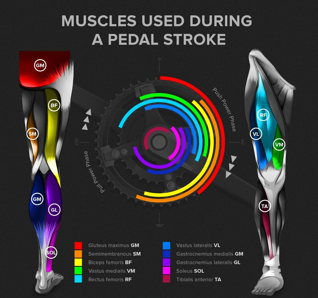 muscoli della pedalata